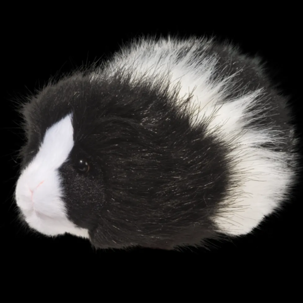 Douglas Angora Guinea Pig 8"