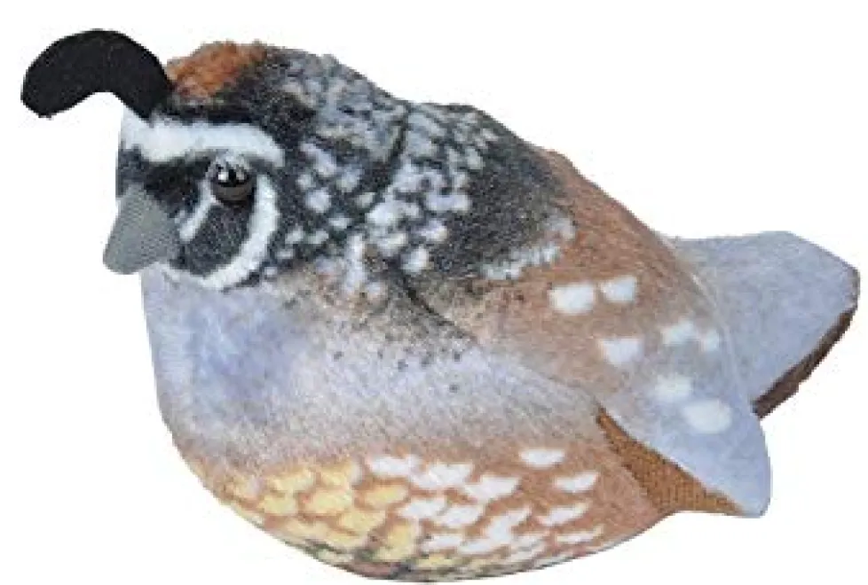 Audubon California Quail