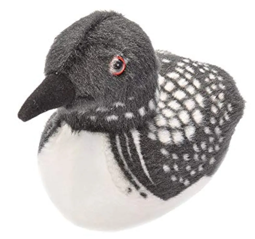 Audubon Common Loon