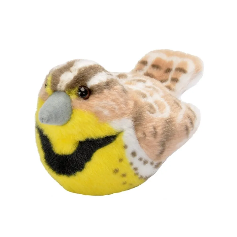 Audubon Western Meadowlark